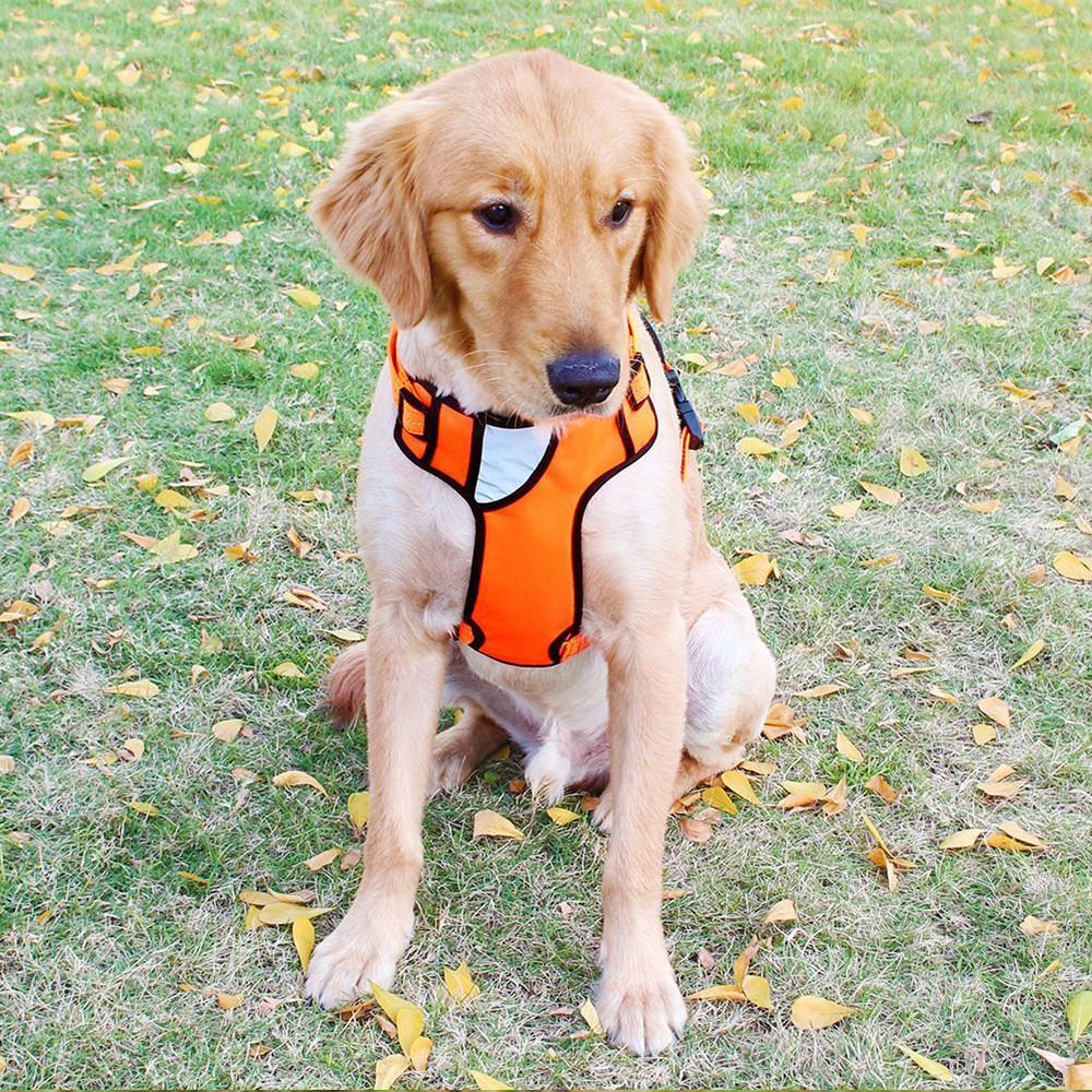 Pet Ninja Front Range Harnais pour Chien