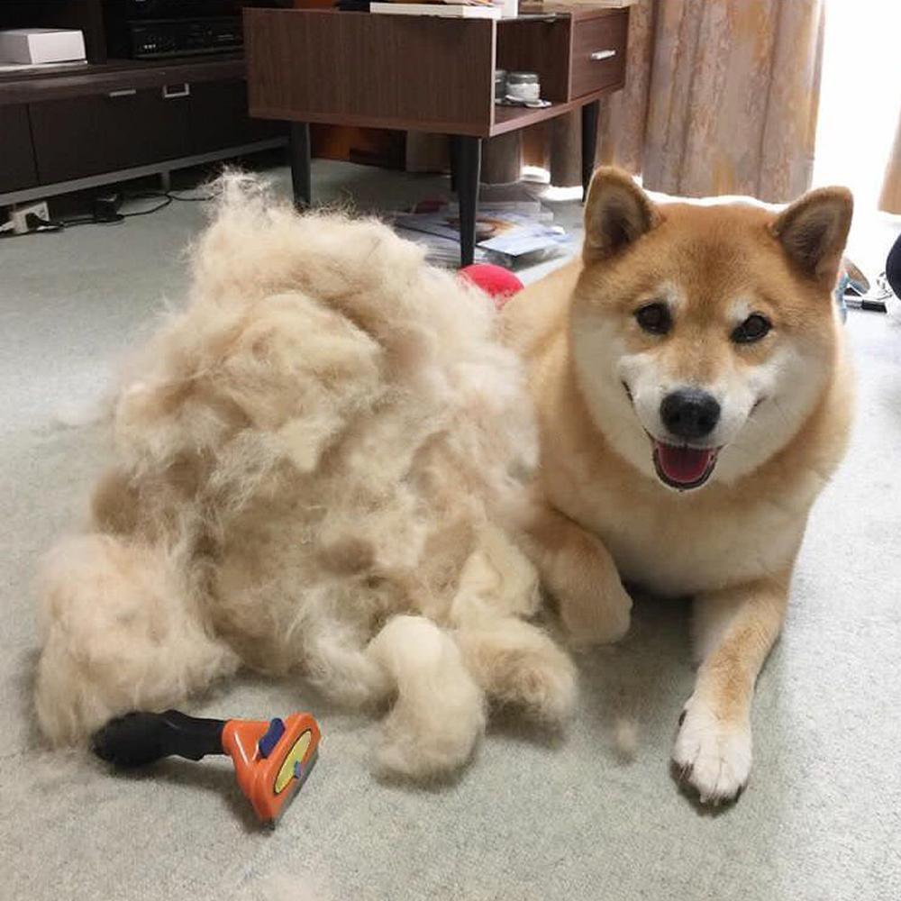 Outil de Toilettage Massage pour des Chats, Chiens et Chevaux, Deux tailles/Livraison Gratuite