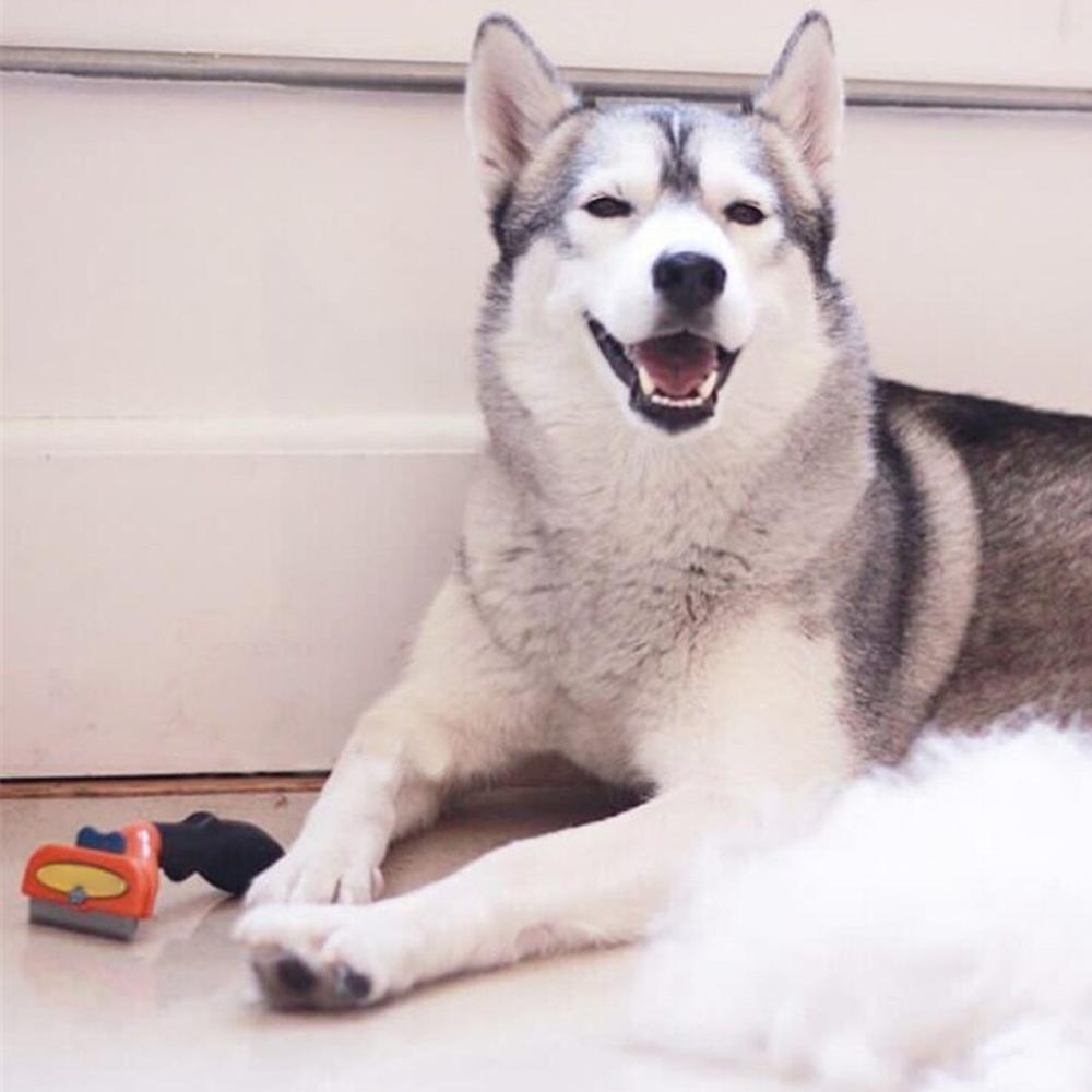 Outil de Toilettage Massage pour des Chats, Chiens et Chevaux, Deux tailles/Livraison Gratuite