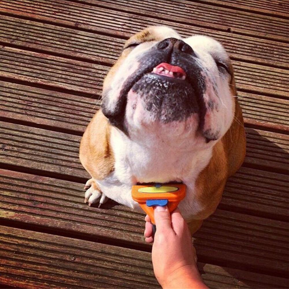 Outil de Toilettage Massage pour des Chats, Chiens et Chevaux, Deux tailles/Livraison Gratuite