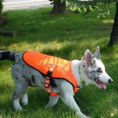 Gilet de Protection pour Chien